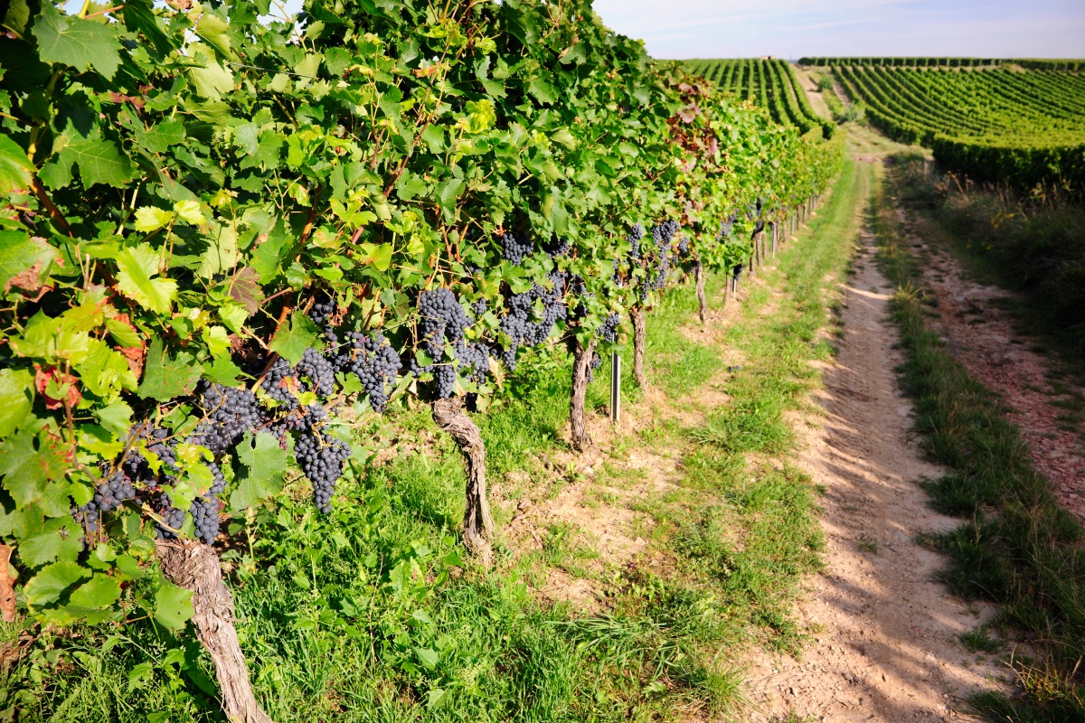 Dunkle erntereife Weintrauben an Rebstöcken im Weinanbaugebiet Rheinhessen.