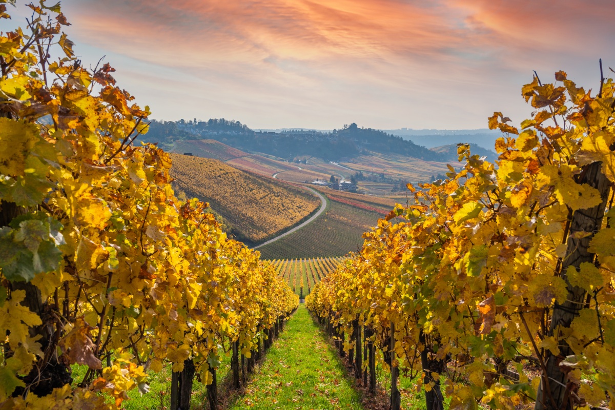 Weinberge Württembergs im Herbst, gold-gelb farbene Reben unter farbigem Abendhimmel in hügeliger Landschaft.
