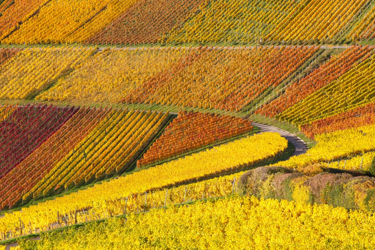 Herbstliche Weinberge in leuchtenden Gelb-, Orange- und Rottönen, geschwungener Pfad zwischen den Reben.