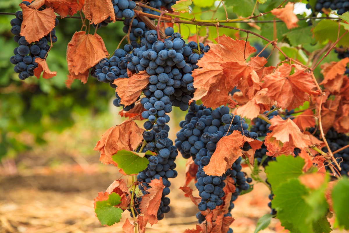 Reife, dunkelblaue Trauben hängen an Reben mit grünen und herbstbraunen Blättern im Weinberg.