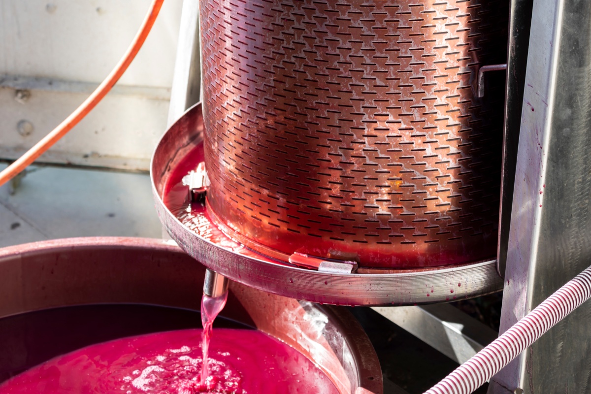 Rote Weintrauben werden in einer modernen Presse entsaftet, Saft fließt während der Gärung in einen Behälter.
