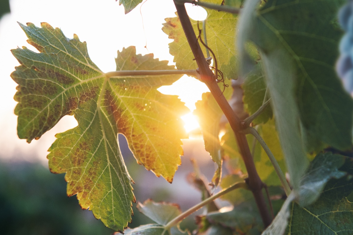 Sonnenstrahlen scheinen zwischen Weinblättern hindurch..