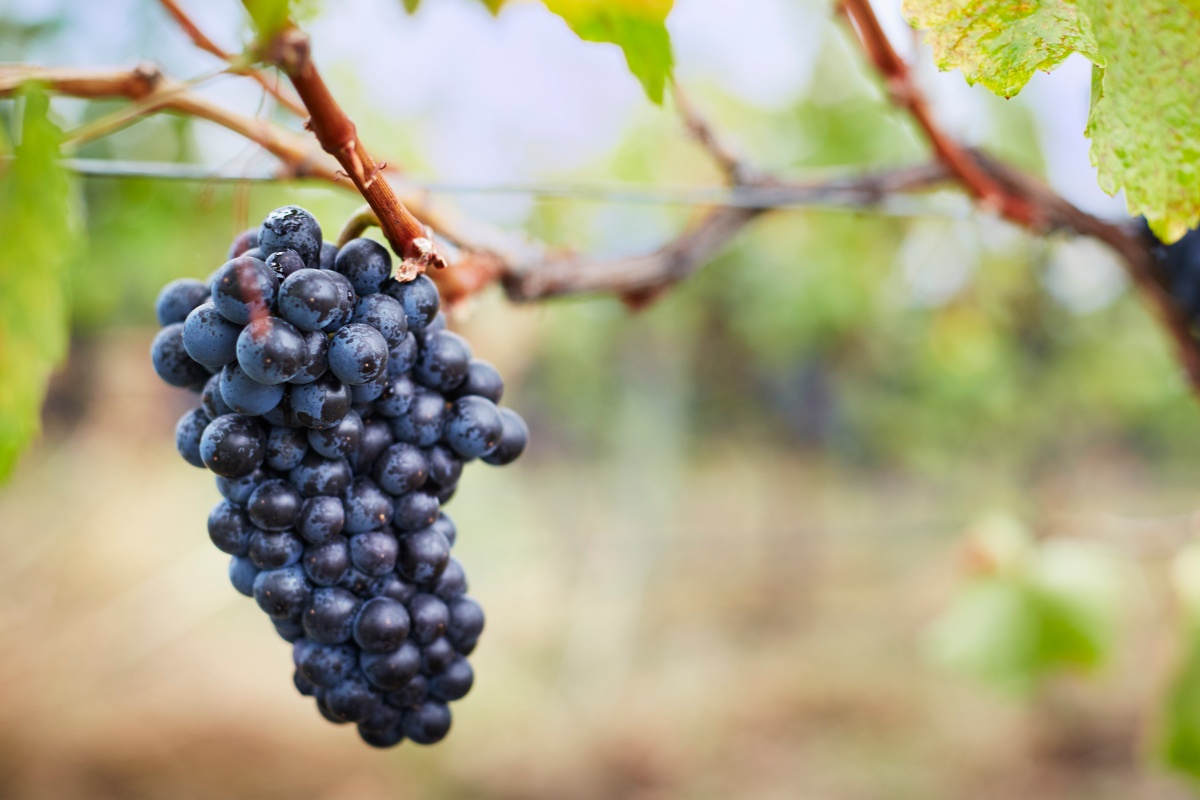 Rotew Trauben hängen erntereif an einem Ast in den Weinreben.