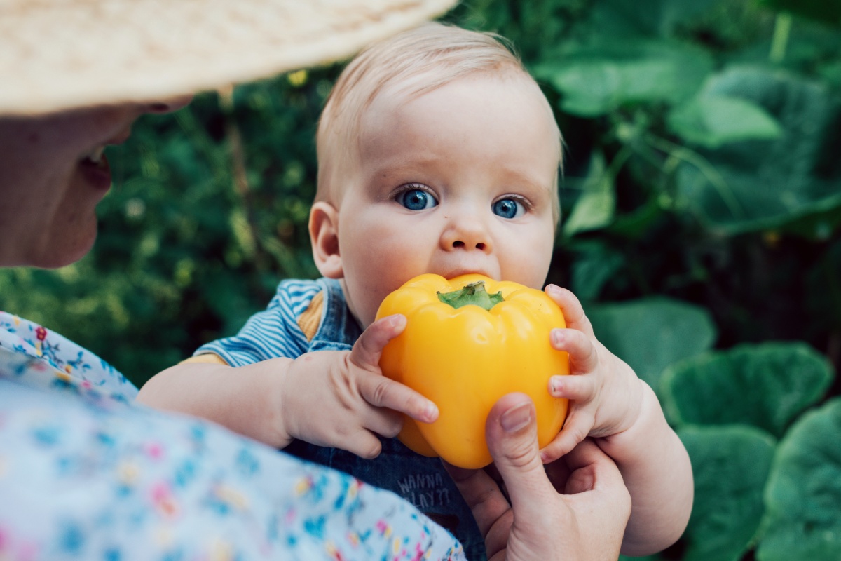 Ein Baby versucht, in eine gelbe Paprika zu beißen.