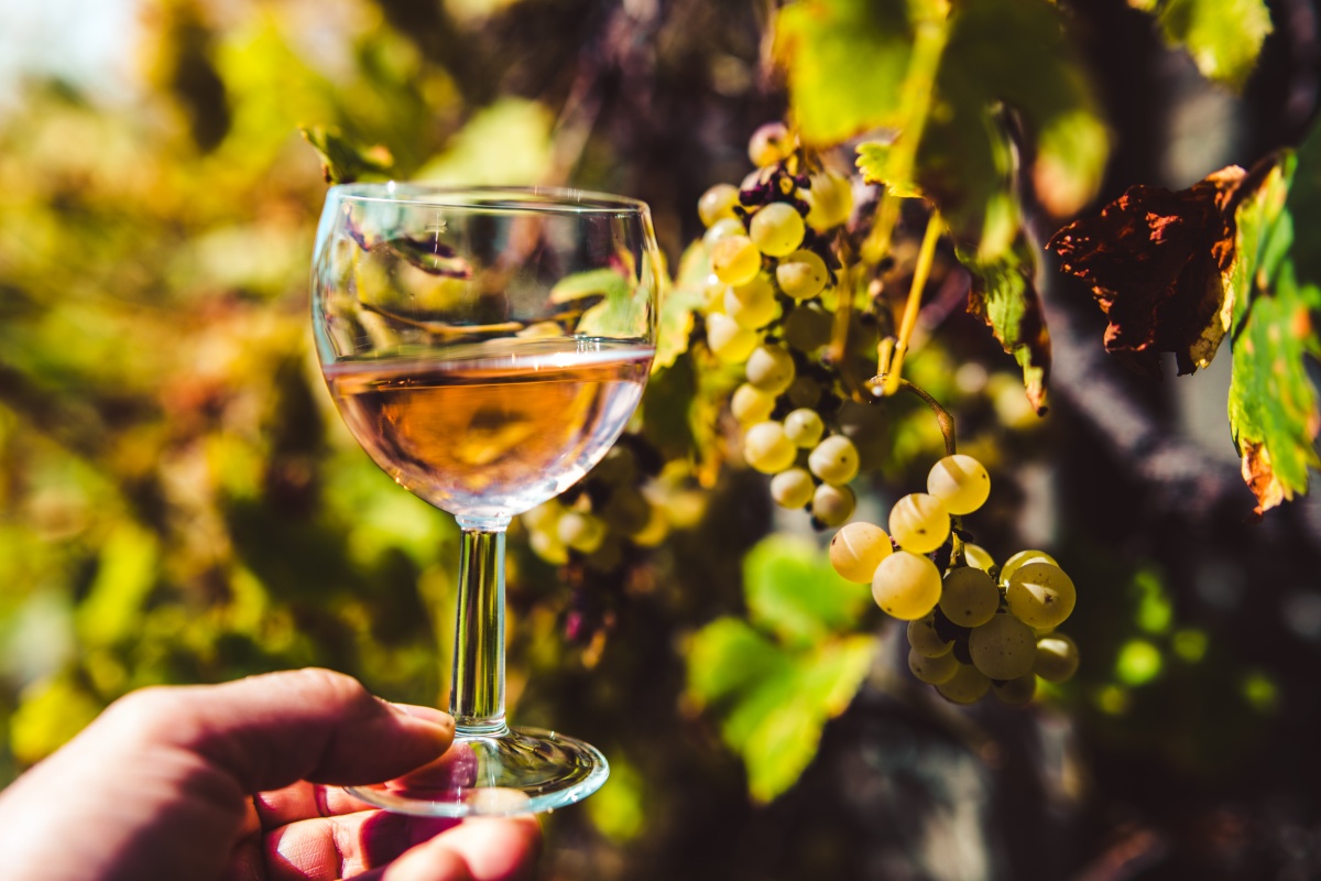 Person hält Glas Roséwein vor reifen weißen Trauben an einem Weinstock in die Sonne.