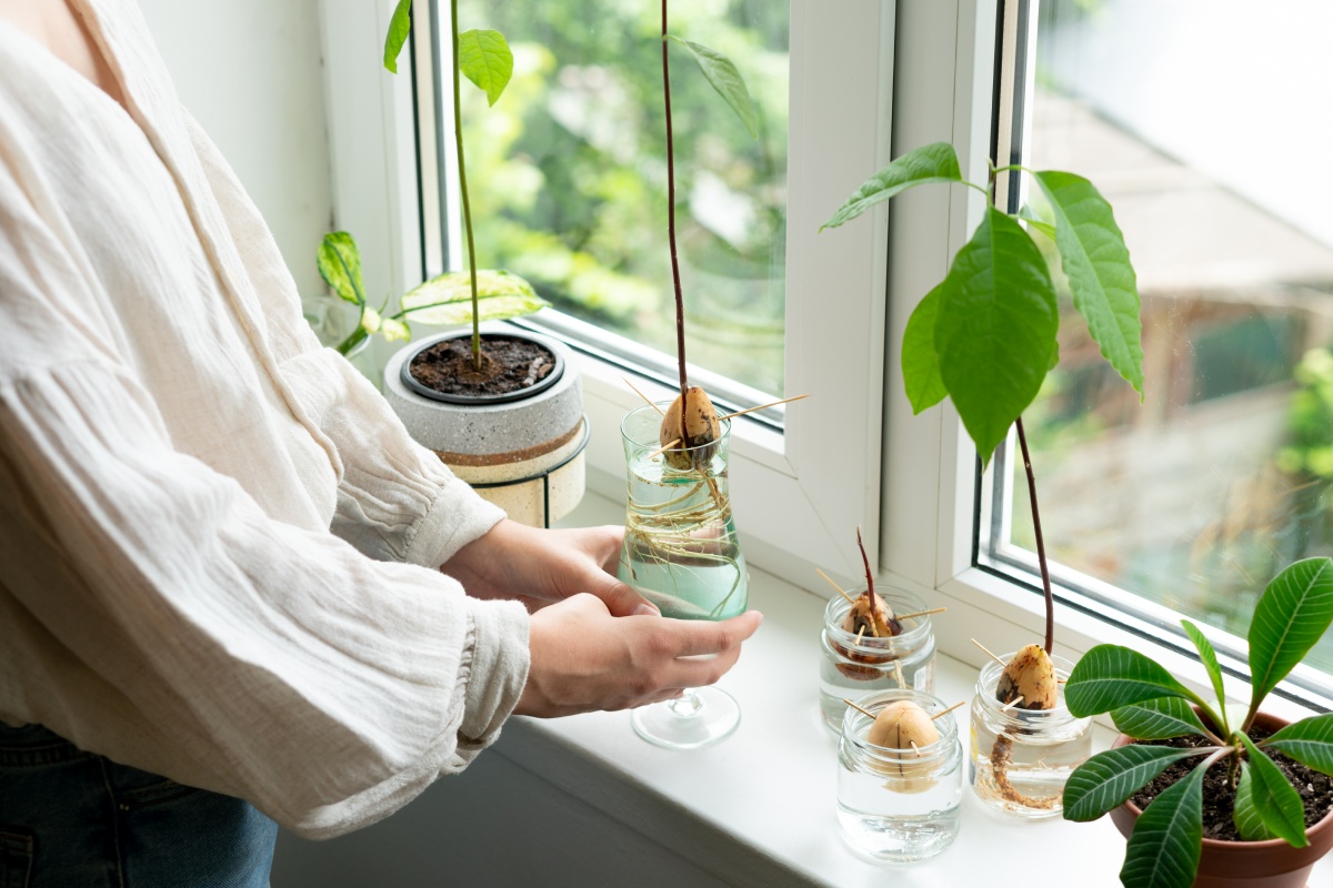 Eine stellt ein Wasserglas mit einem wurzelnden Avocadokern auf die Fensterbank. Daneben weitere Kerne und Avocadopflanzen in Gläsern.