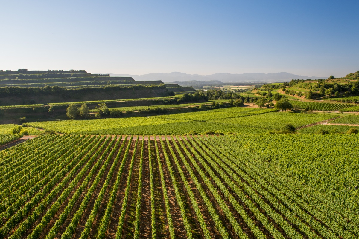 Weinberge in Baden, teilweise terassenförmig bei klarem Himmel und Sonneschein im Sommer.