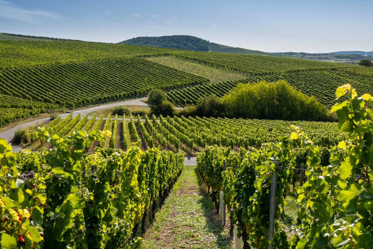 Grüne Weinberge,  blauer Himmel in sommerlicher Landschaft in der Weinregion Franken.