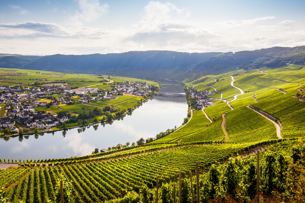 Blick auf die Mosel vom Hang umgeben von Weinbergen, die terrassenförmig angelegt sind.