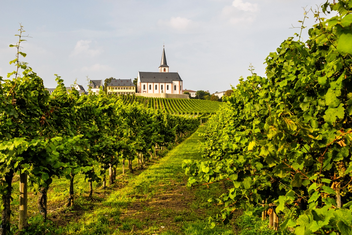 Blick auf ein Kloster im Rheingau umgeben von Rebflächen.