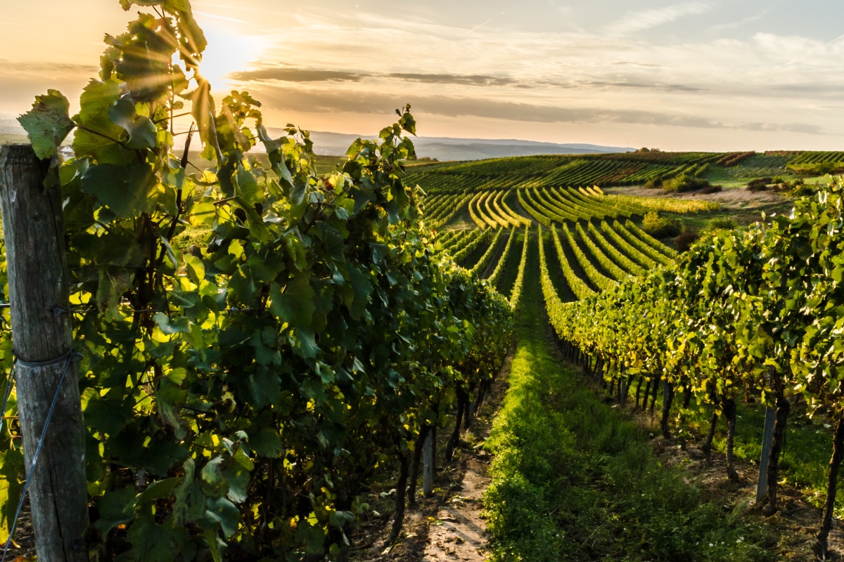 Blick auf grüne Reben in den Weinbergen von Rheinhessen in der Abendsonne.