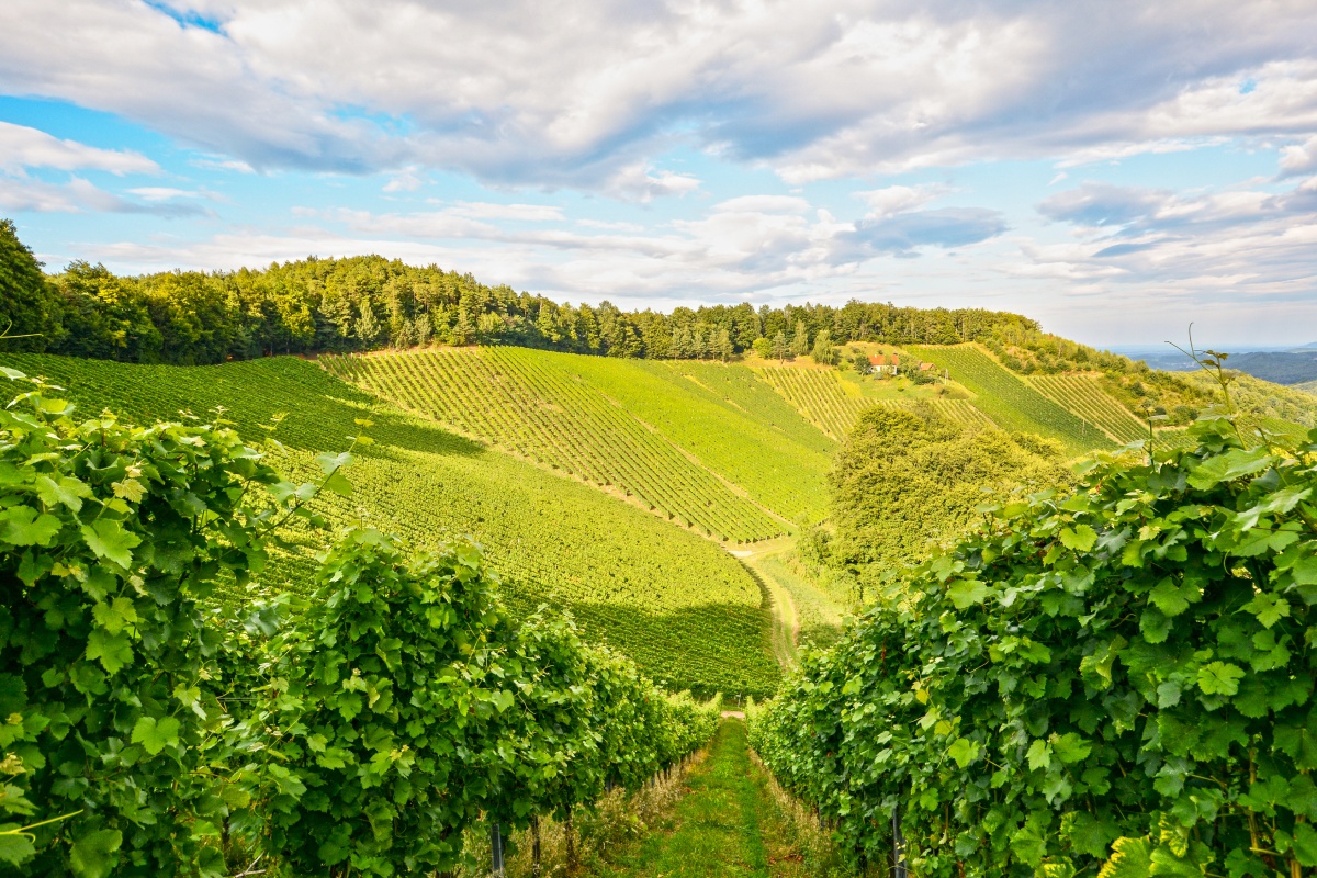 Weinberge bei Sonnenuntergang, grünes Laub und Reihen von Rebstöcken erstrecken sich über die Hügel unter einem bewölkten Himmel.