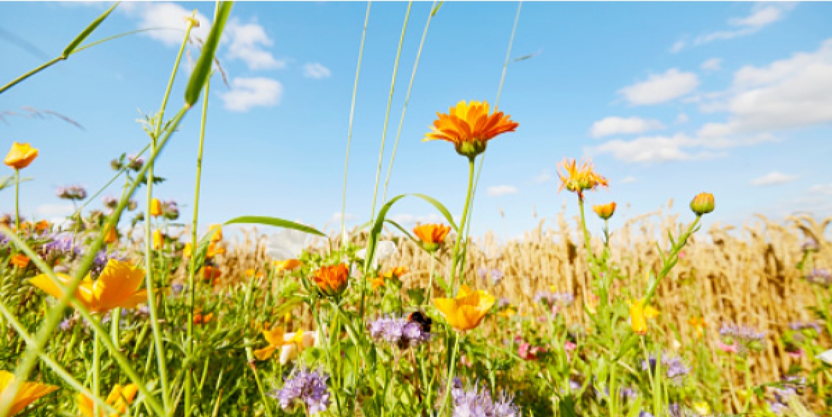 Blühende Wildblumenwiese mit orangefarbenen und lila Blumen unter blauem Himmel, im Hintergrund ein Getreidefeld.