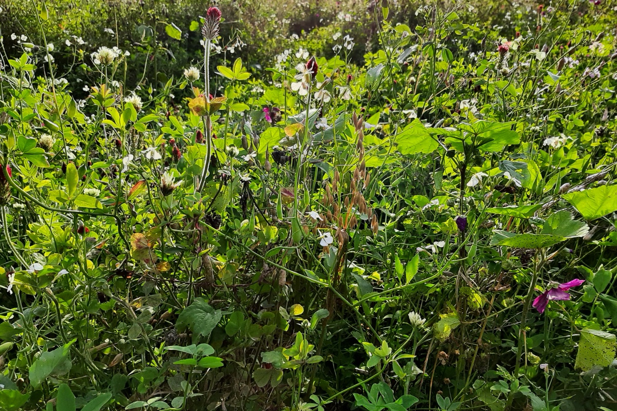 Wilde Blumenwiese mit verschiedenen Pflanzen und Blüten im Sonnenschein.
