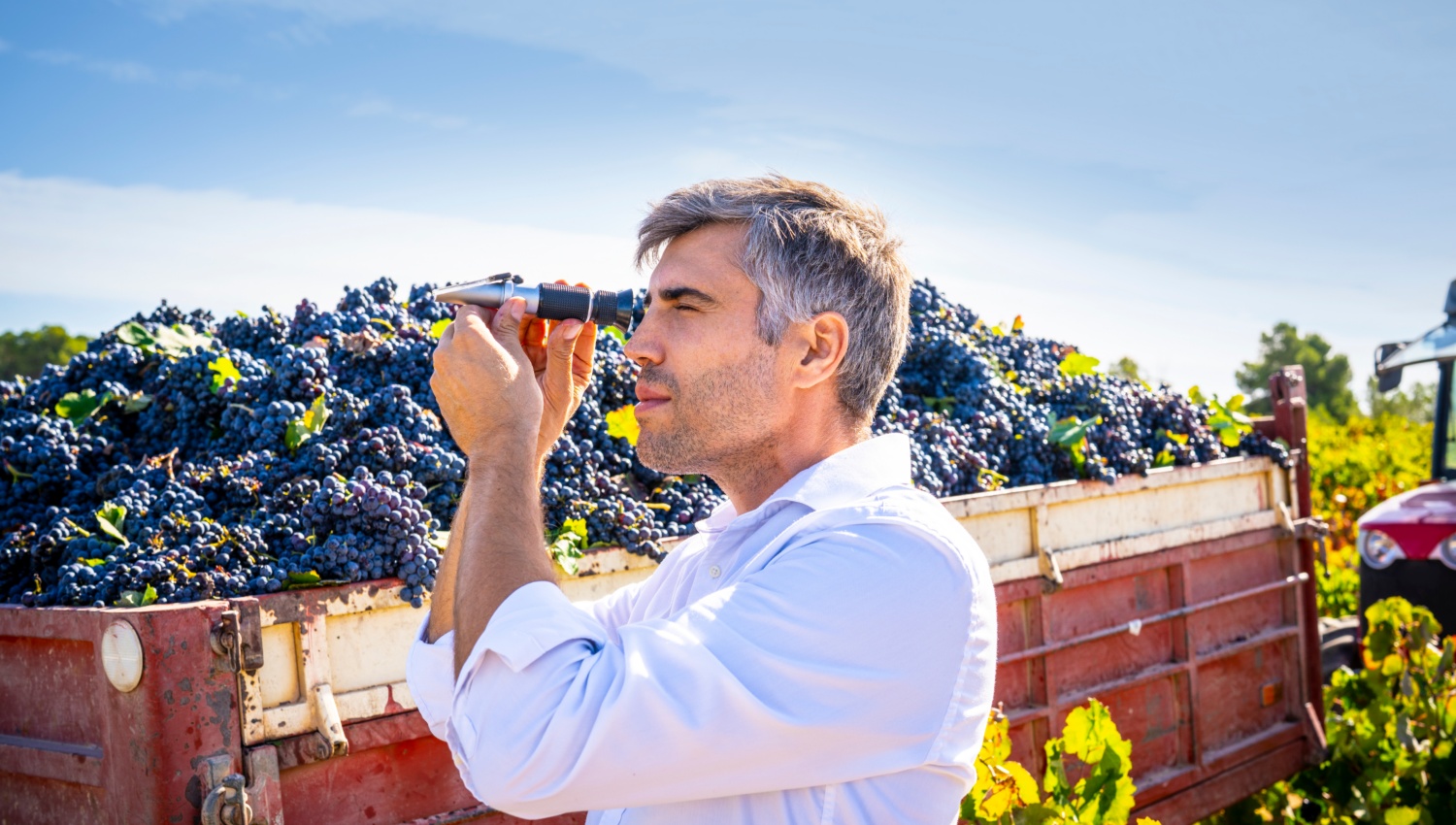 Mann prüft Weintrauben mit Refraktometer vor Erntewagen voller Trauben, sonniger Tag im Weinberg.