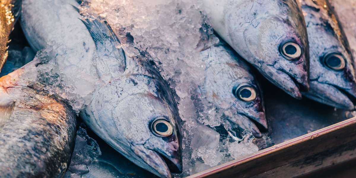 Fisch Und Meeresfruchte Fur Eine Verantwortungsvolle Fischerei