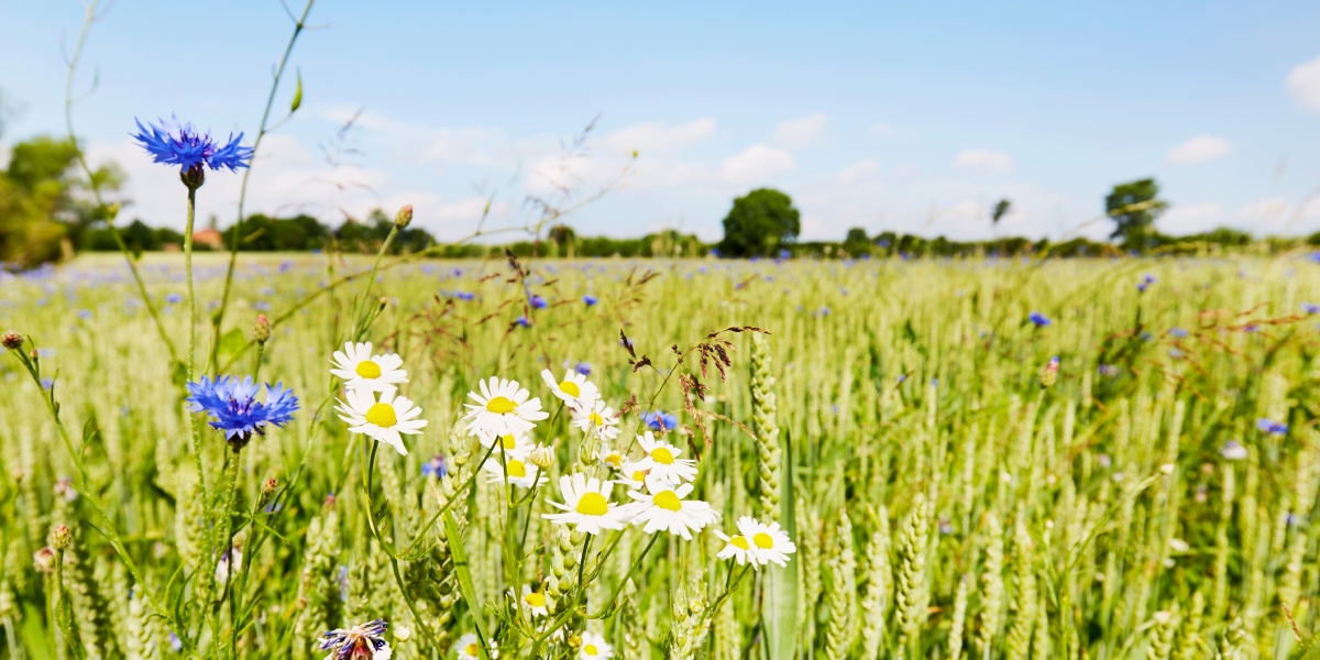 Bumen blühen in bunten Farben auf einer Wiese.