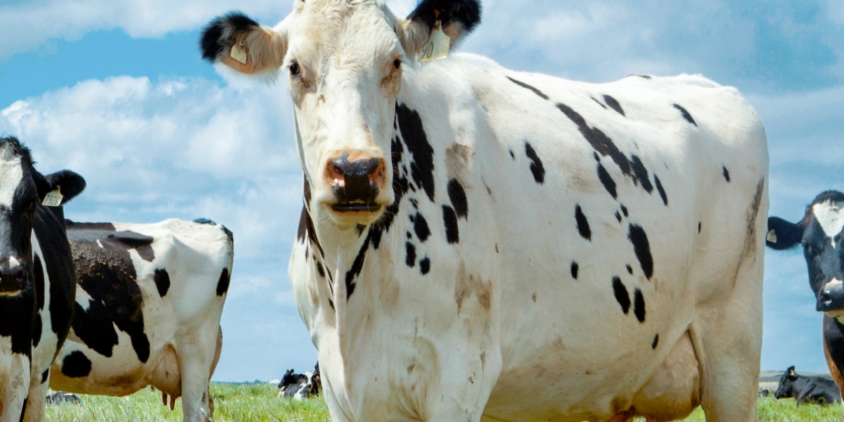 Drei Kühe stehen bei blauem Himmerl auf einer Wiese.