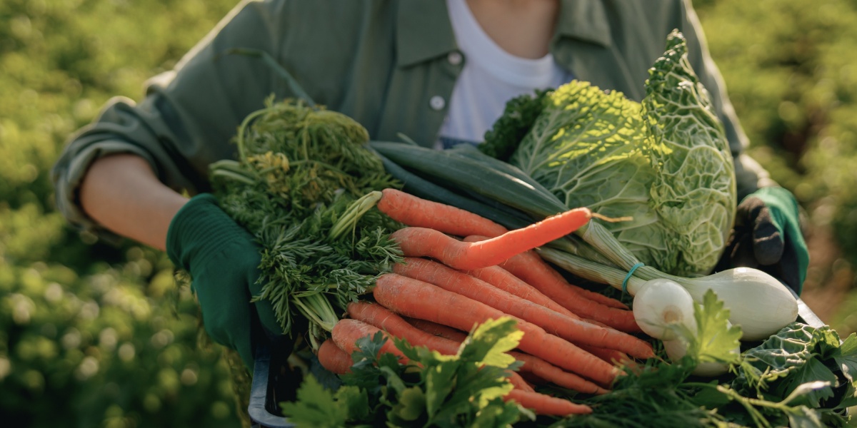 Hände mit Kiste frisch geerntetem Bio-Gemüse.
