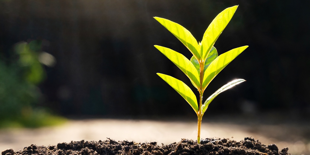 Ein Baum-Setzling in Erde.