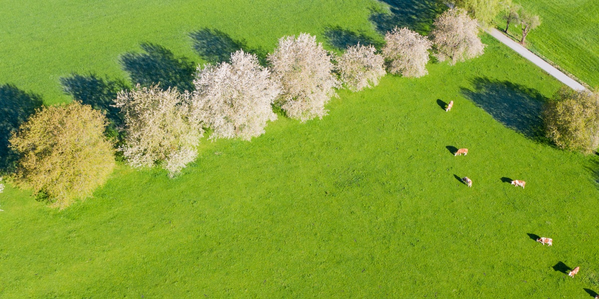 Luftaufnahme einer grünen Weide mit blühenden Bäumen und grasenden Kühen an einem sonnigen Tag.