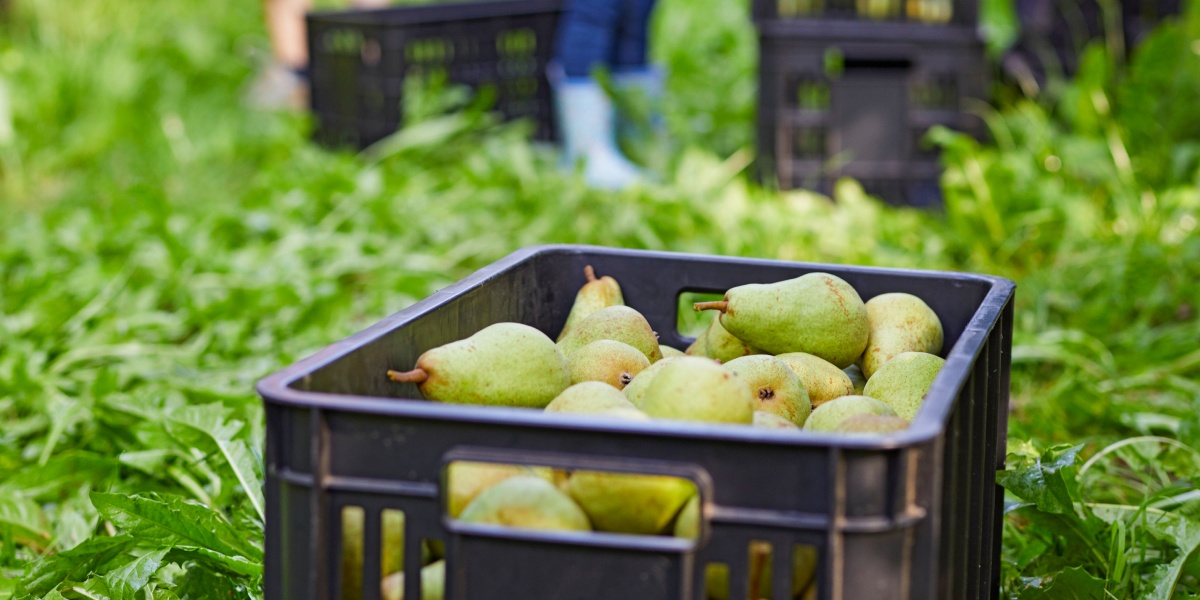 KIste mit Birnen bei Ernte