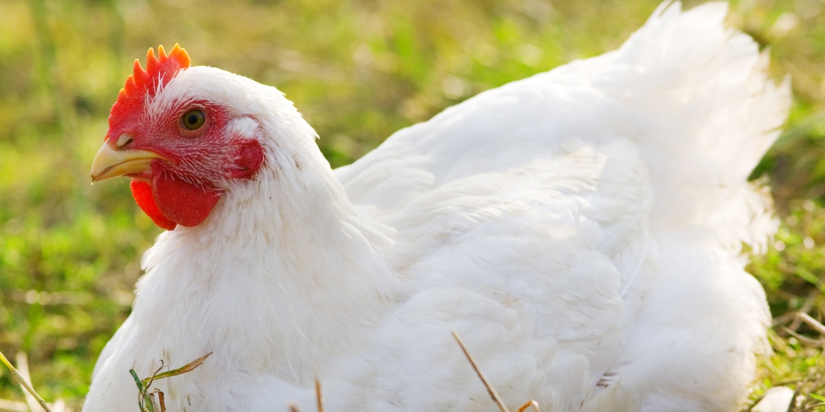 Ein weißes Huhn auf einer Wiese.