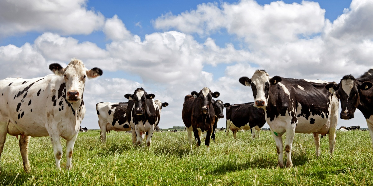 Kühe stehen auf einer Weide und schauen neugierig in die Kamera.