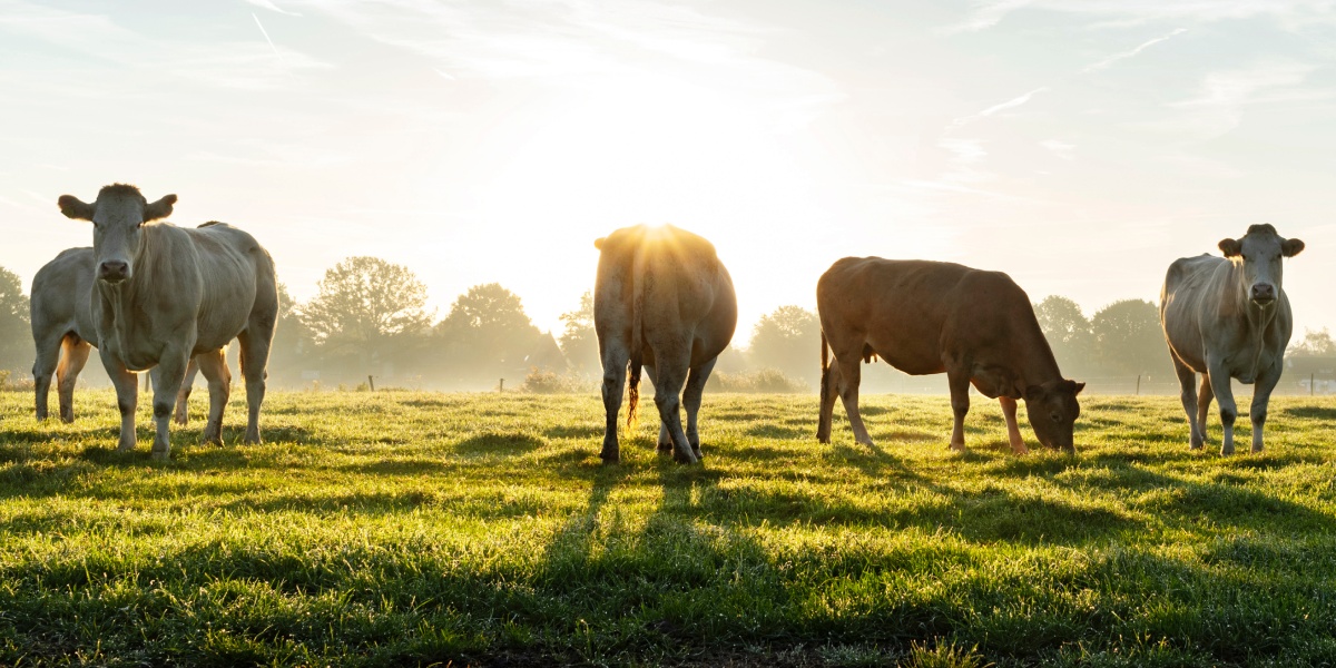 Kühe stehen auf einer Weide bei Morgentau.