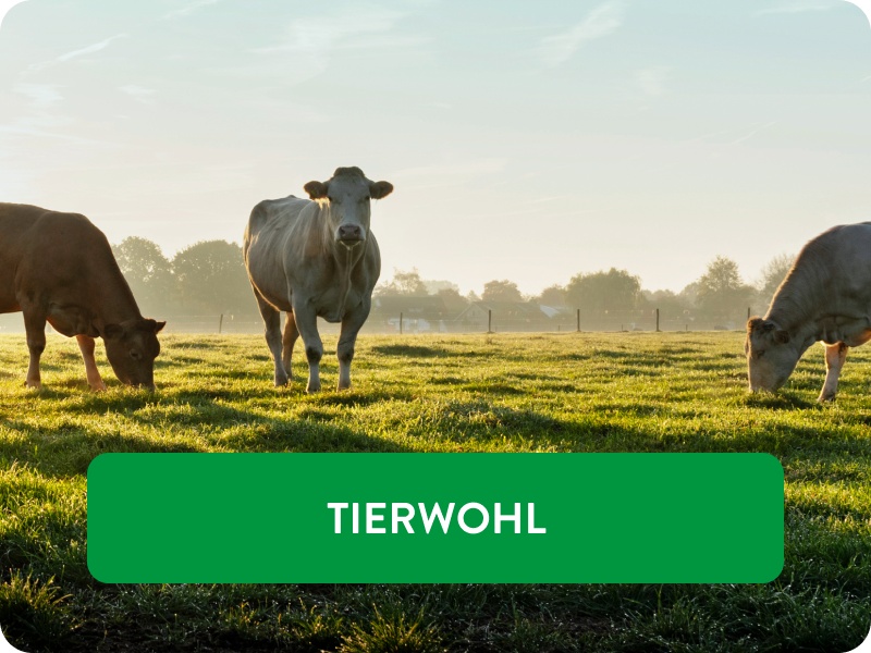 Kühe stehen auf einer Weide bei Morgentau.