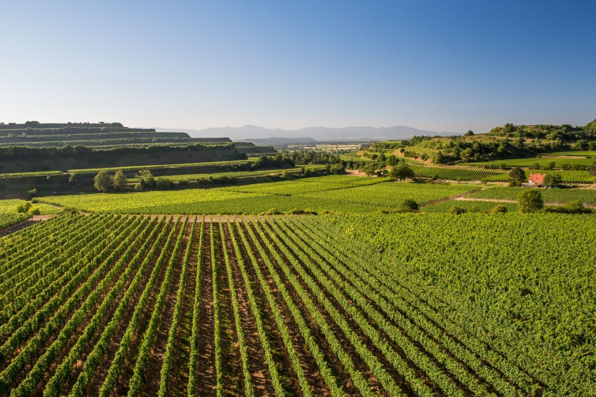 Weinberge in hügeliger Landschaft bei klarem Himmel, mit Reihen grüner Reben und einem kleinen Gebäude im Hintergrund.