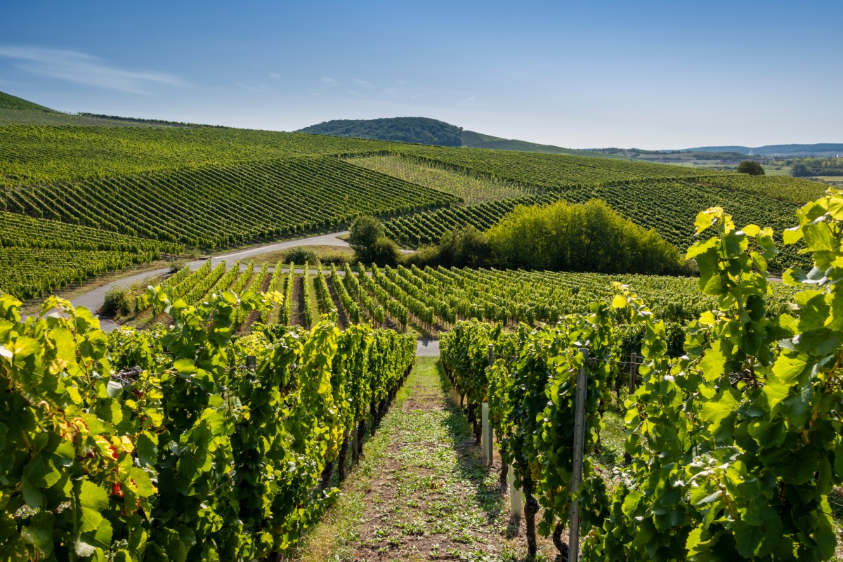 Weinberg mit grünen Rebenreihen, Hügeln im Hintergrund und blauem Himmel. Sommerliche Landschaft in der Weinregion.