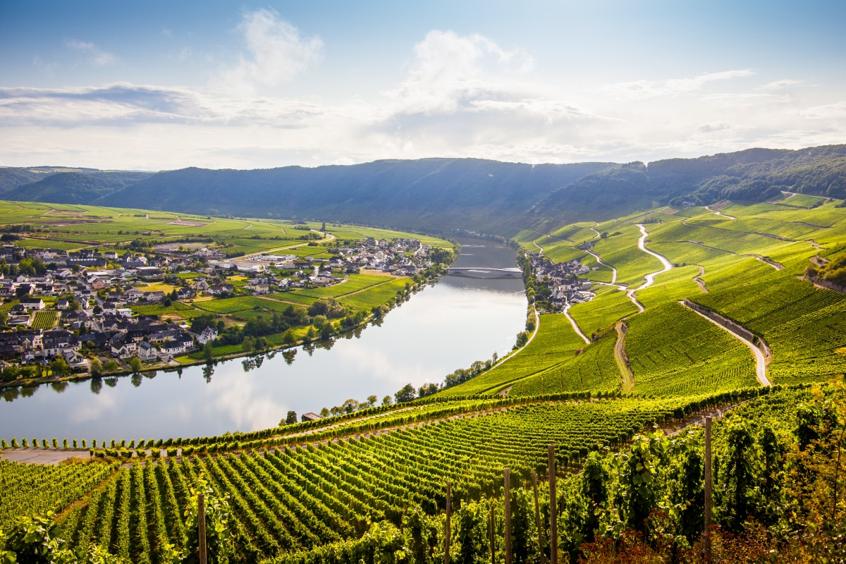 Blick auf die Mosel vom Hang umgeben von Weinbergen, die terrassenförmig angelegt sind.