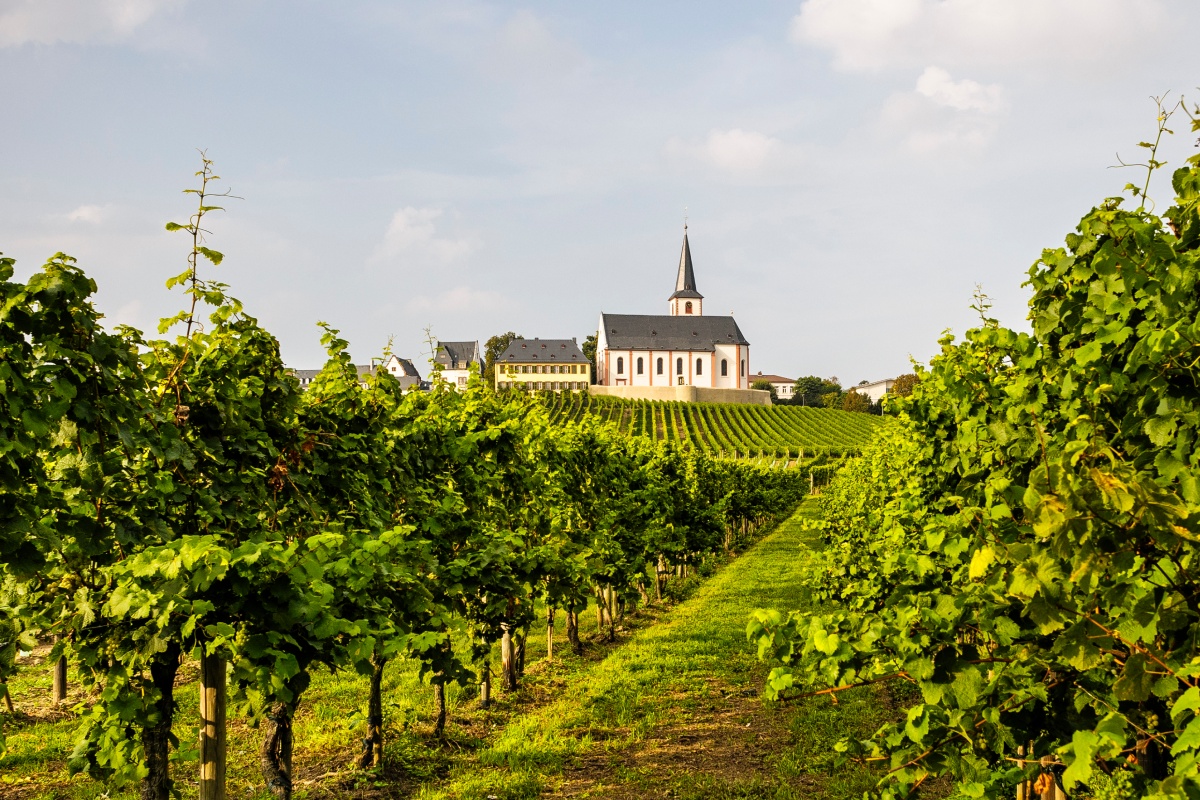 Blick auf ein Kloster im Rheingau umgeben von Rebflächen.