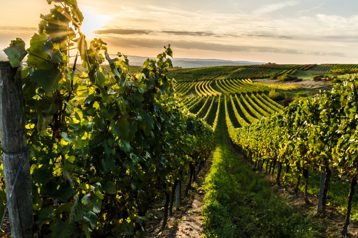 Blick auf grüne Reben in den Weinbergen von Rheinhessen in der Abendsonne.