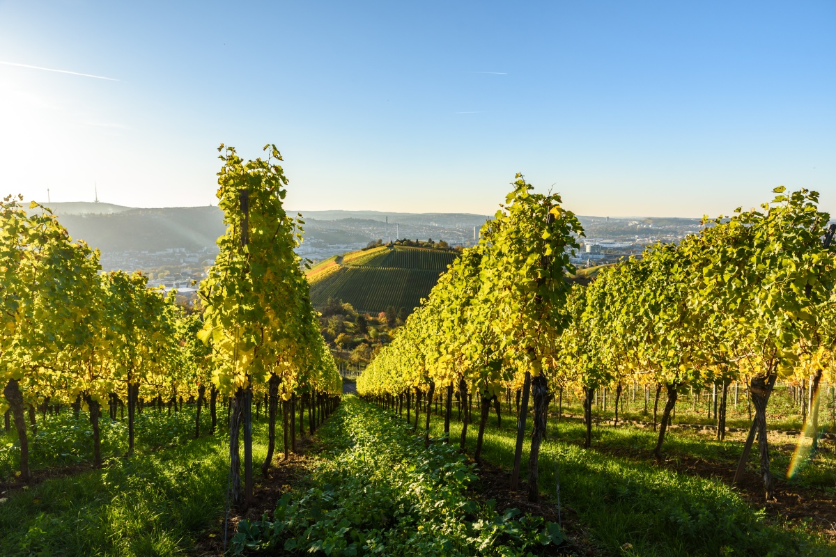Weinberge im Sonnenlicht, Stuttgart im Hintergrund, klare Himmel, grüne Reben in Reihen auf Hügeln.