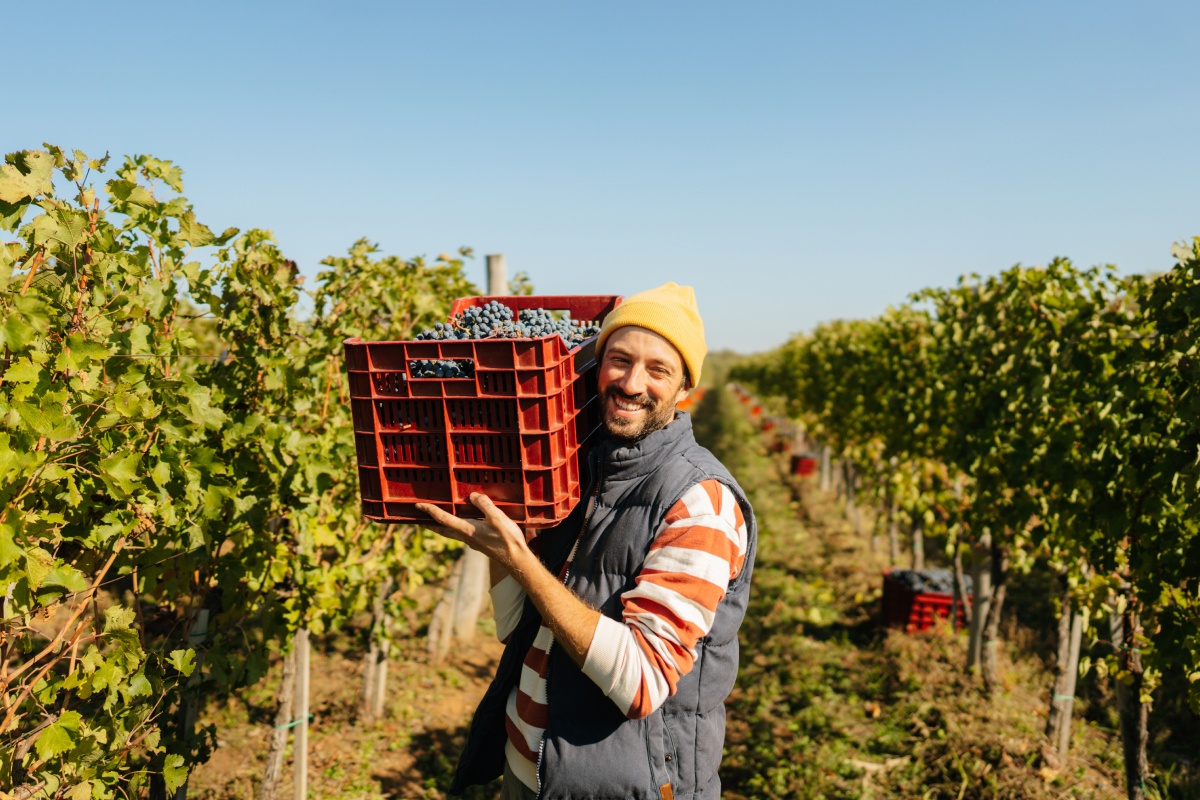 Mann bei der Weinlese, trägt eine rote Kiste voller Trauben, sonniger Tag im Weinberg.