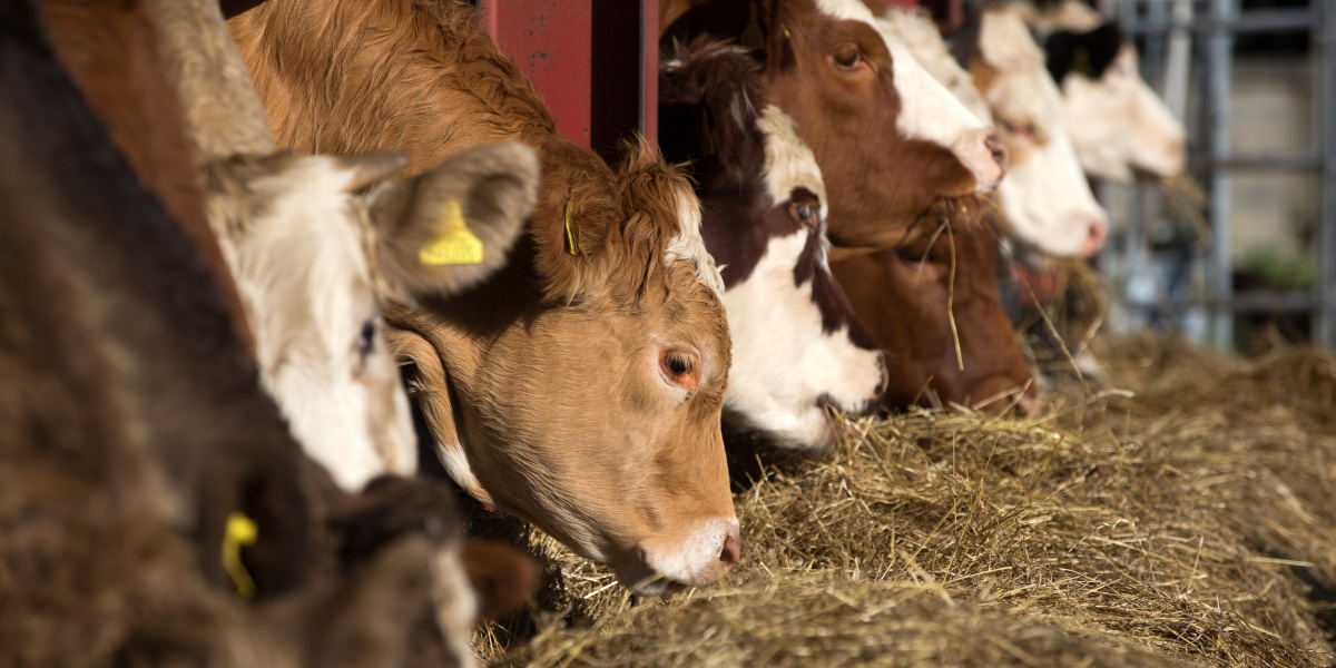Kühe fressen nebeneinander aus einem Futtertrog.