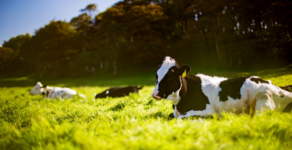 Kühe auf einer Weide.