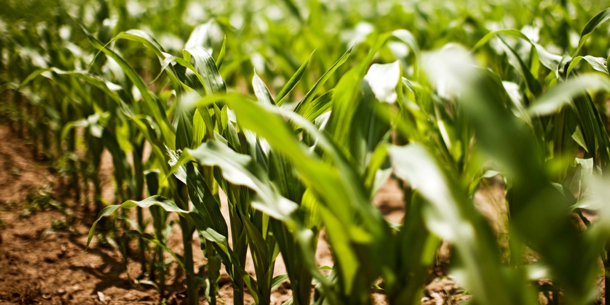 Mais auf einem Feld.