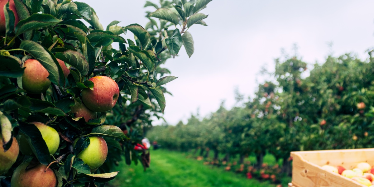 Äpfel als Symbol für unseren neuen Bio-Partner Neuland.