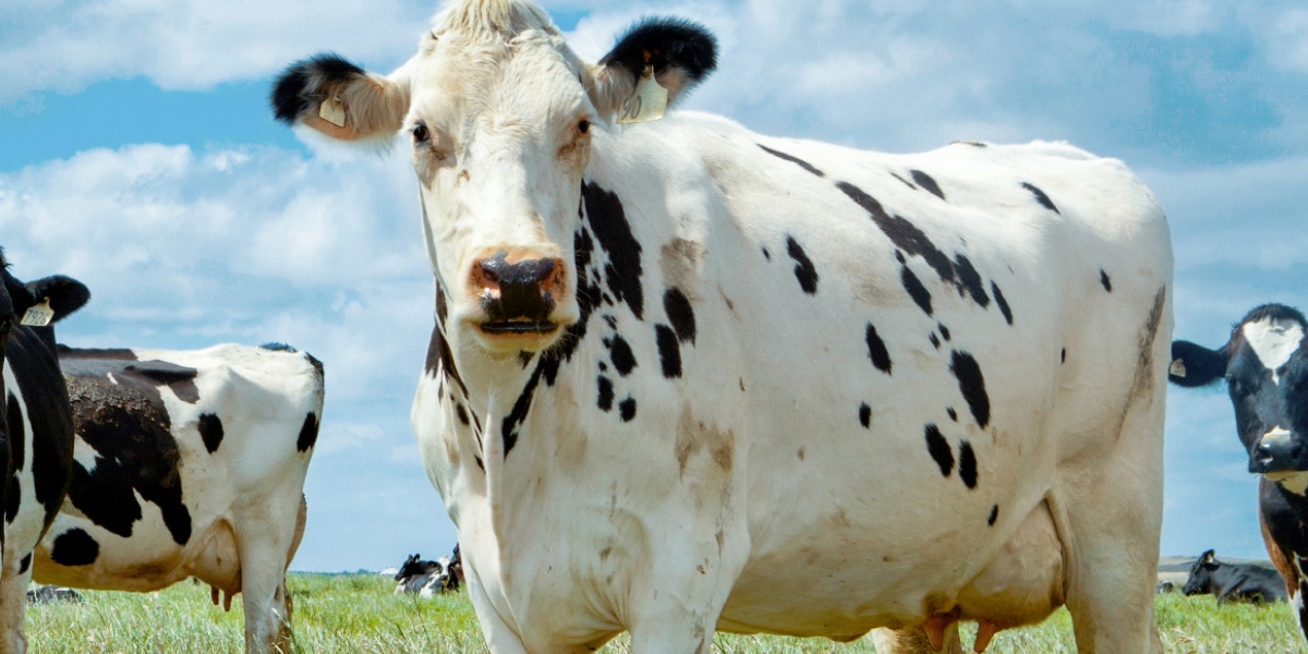  Kühe auf einer Wiese.