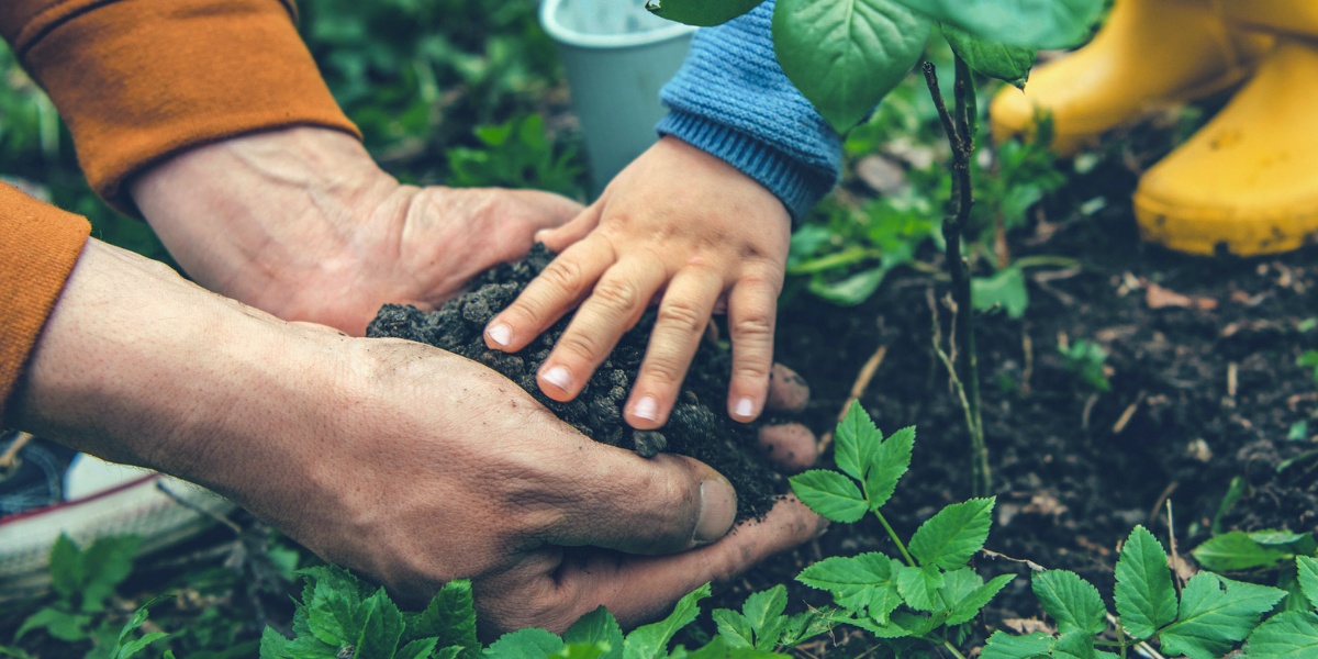 Erwachsenen- und Kinderhände pflanzen gemeinsam ein.