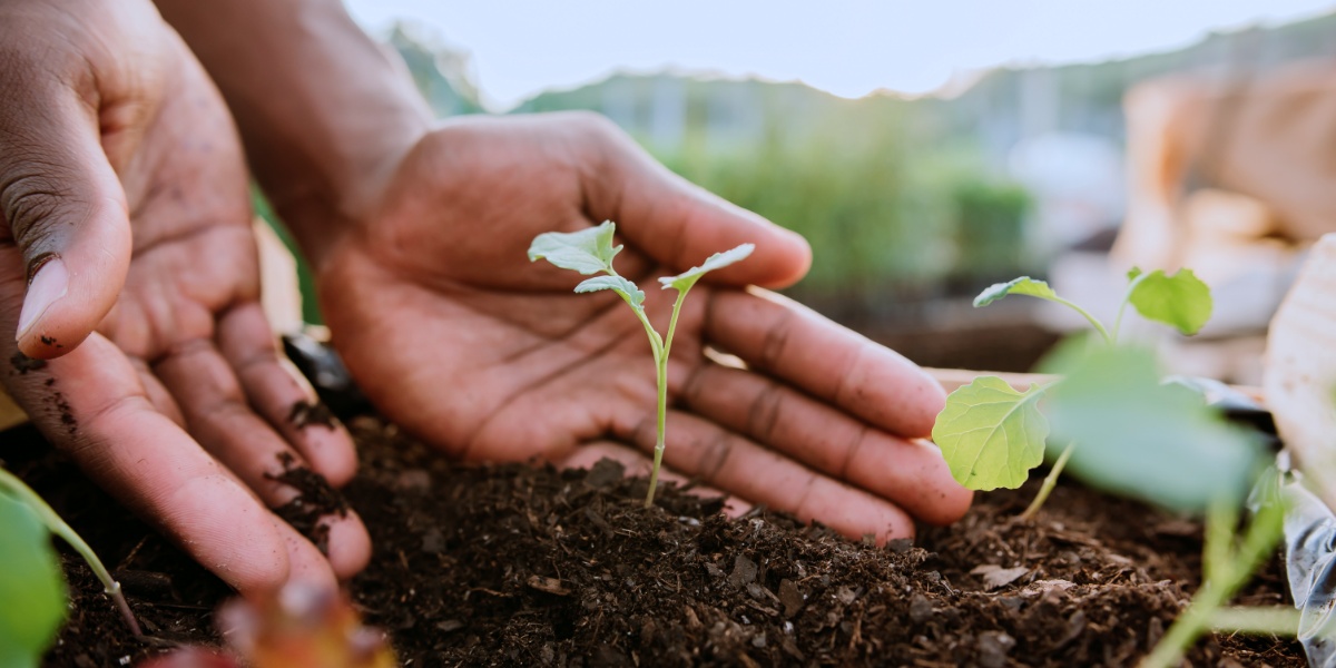 Zwei Hände mit Erde und Sprössling.