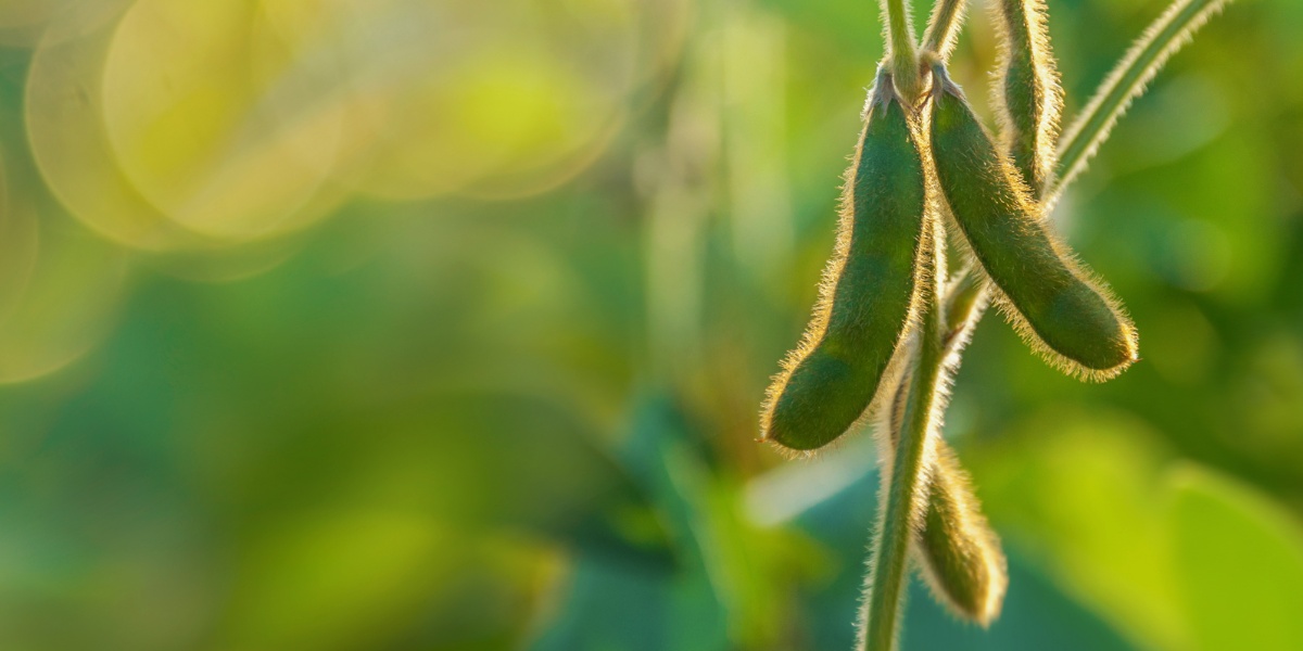 Sojabohne am Strauch.