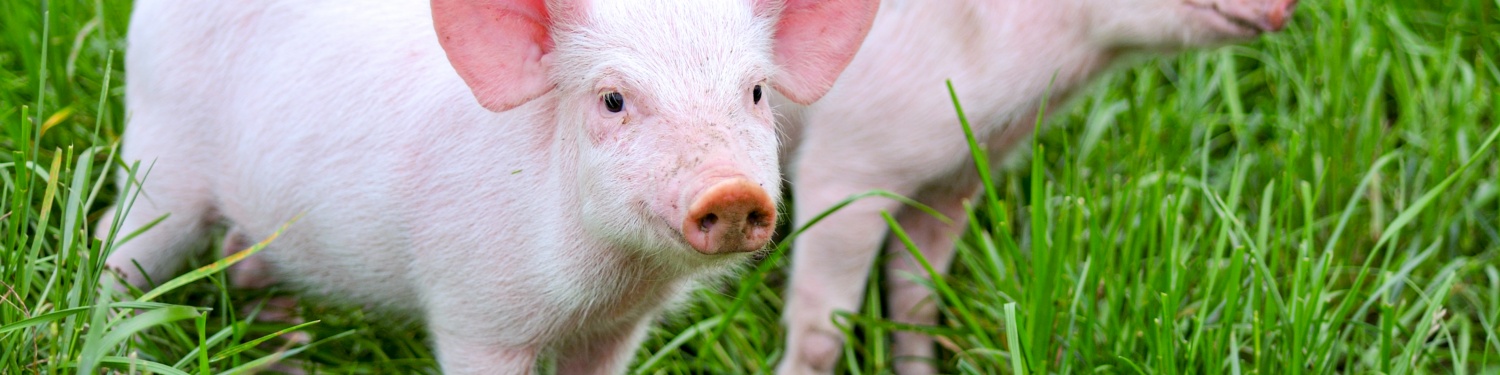 Zwei kleine Ferkel stehen auf einer grünen Wiese.
