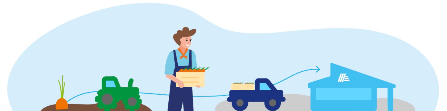 Grafik dazu, wie Gemüse vom Feld geerntet und an ALDI SÜD geliefert wird.