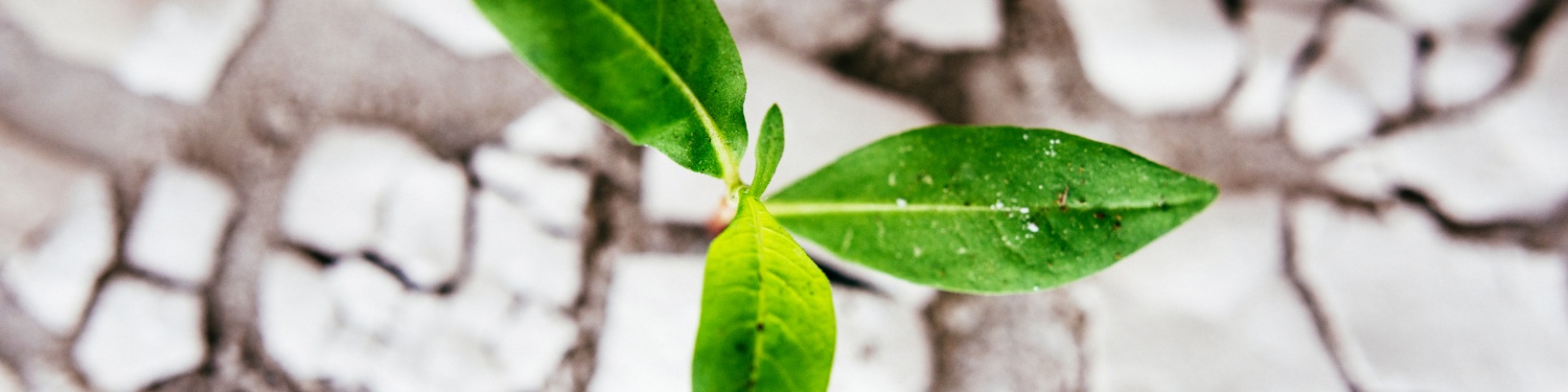 Grüner Spross mit Blättern wächst aus trockenem, rissigem Boden.
