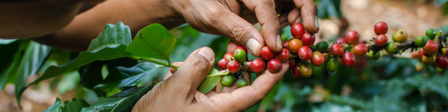 Hände pflücken reife Kaffeekirschen von einem Zweig, umgeben von grünen Blättern.