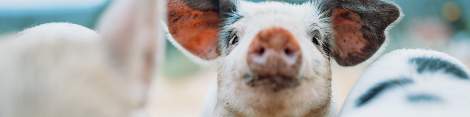 Frontale Nahaufnahme eines aufmerksamen dreinschauenden, verschmutzen Ferkels, der Hintergrund ist verschwommen.
